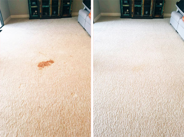 Pet Odor and Stain Removal