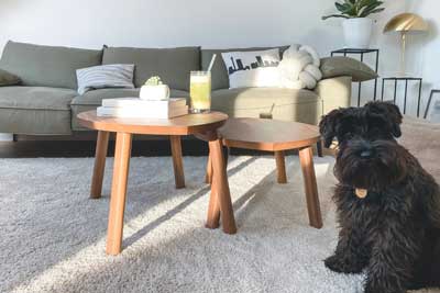 Rug Allergy Treatment